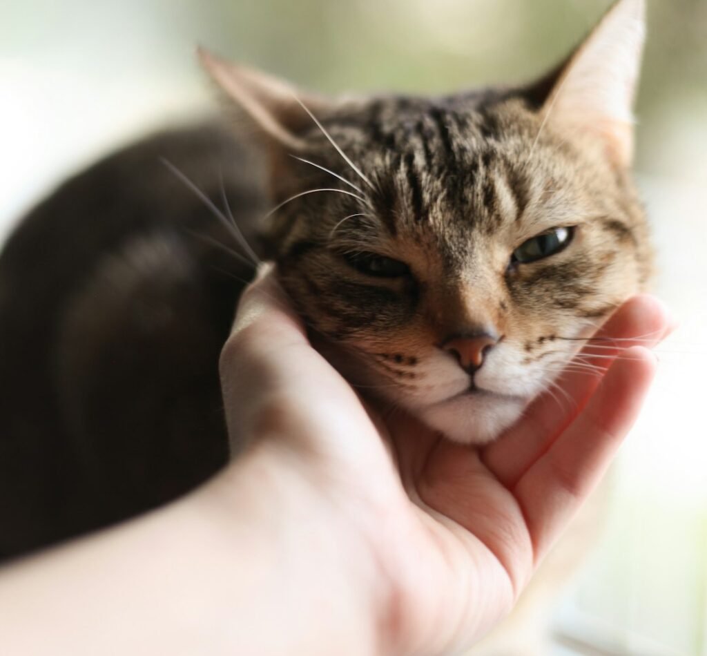 Your Cat Communicates Through Signals You're Probably Missing