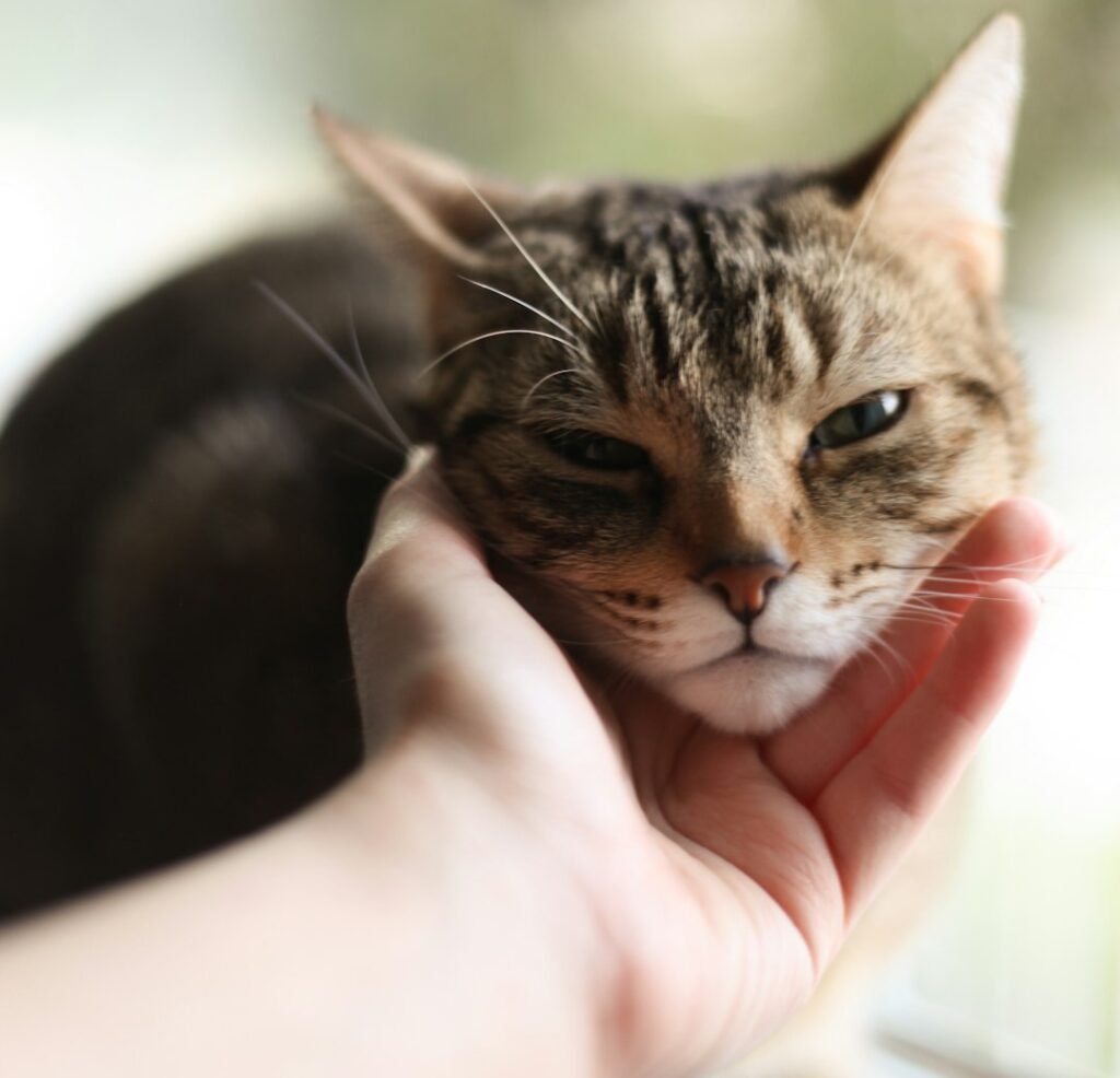 How to Slow Blink Back at Your Cat