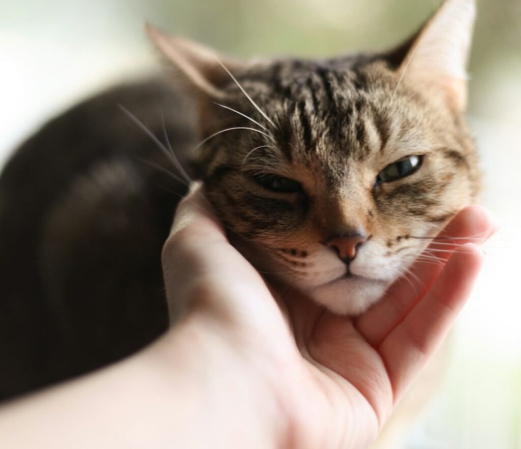 The Science Behind the Slow Blink: What Researchers Discovered