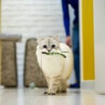 9 Clever Ways Cats Signal They're Ready for Playtime (Are You Listening?)