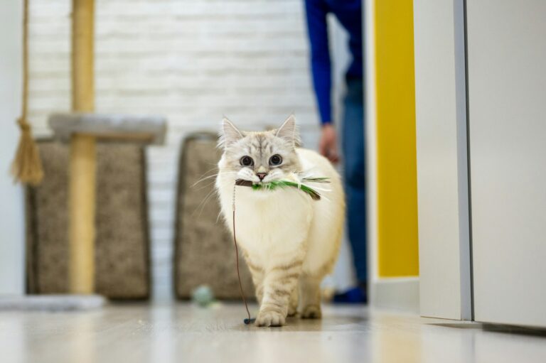 9 Clever Ways Cats Signal They're Ready for Playtime (Are You Listening?)