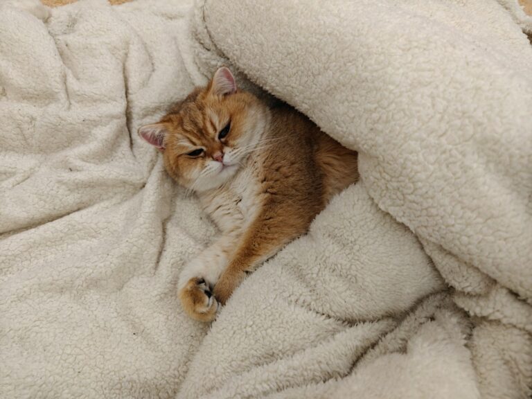 9 Cozy Cat Napping Spots That Prove They Rule Your Home
