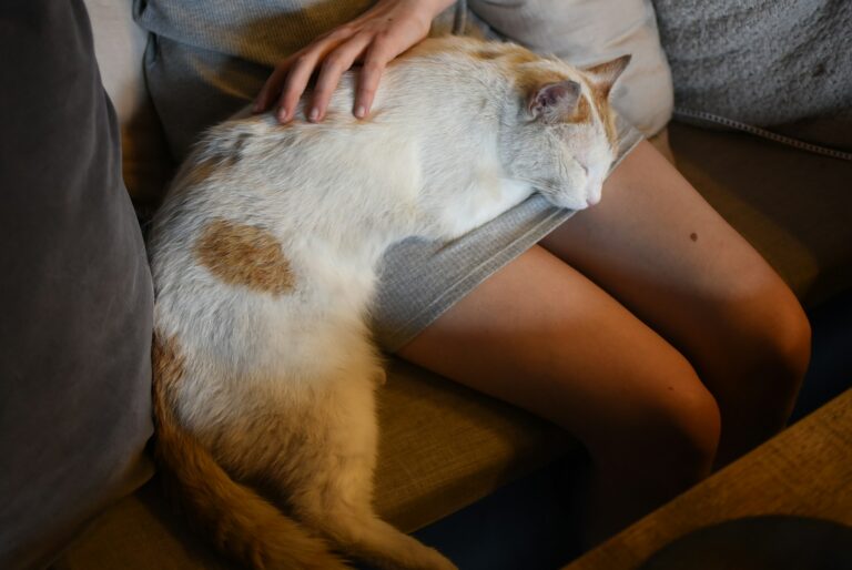 9 Undeniable Proofs Your Cat Sees You As Their Favorite Human