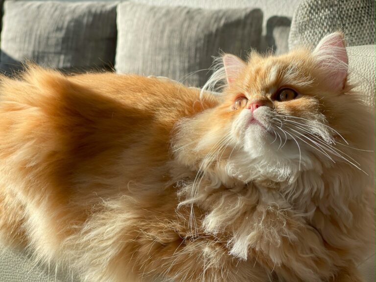 The Quirky Charms of Persians vs. Sphynx: A Breed Comparison