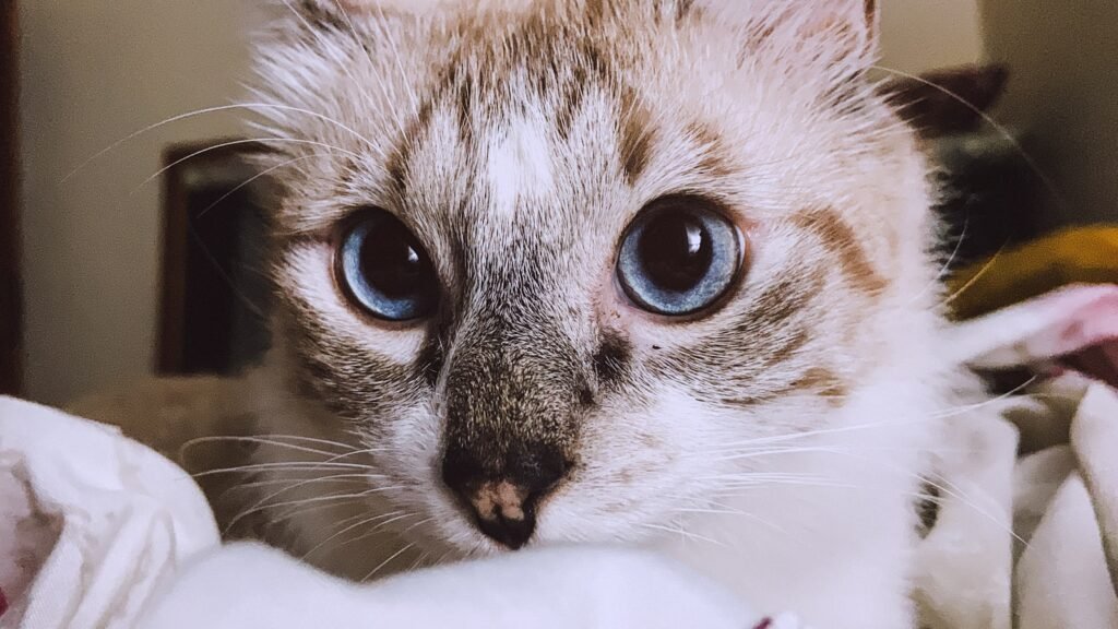 2. Those Big, Wide, Dramatic Eyes