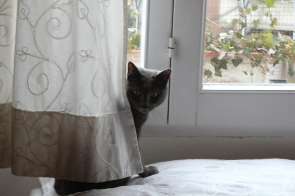 Window Ledges Behind Curtains: Hidden in Plain Sight