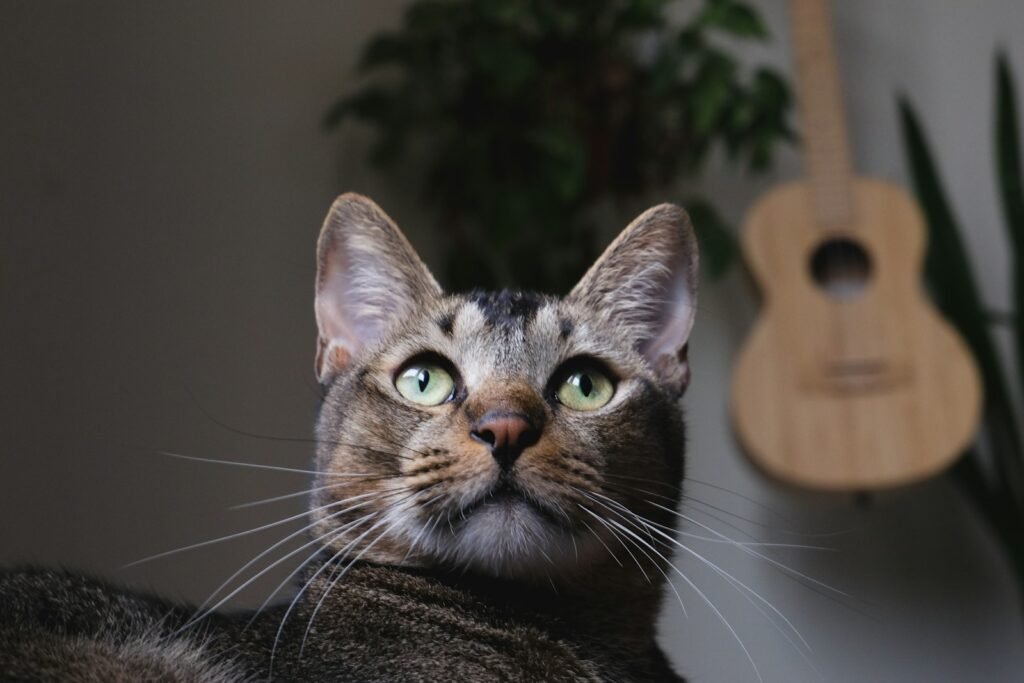 4. Your Cat Uses Scent Marking as a Security System 