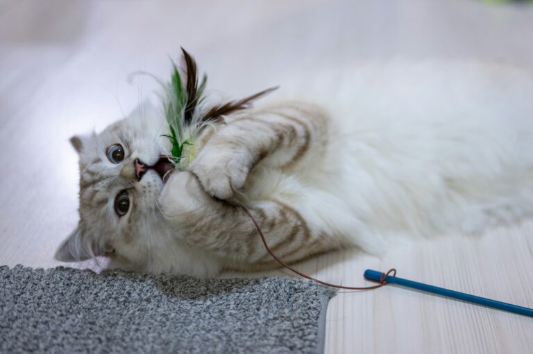 8 Essential Items Your Cat Needs for Optimal Comfort and Well-being