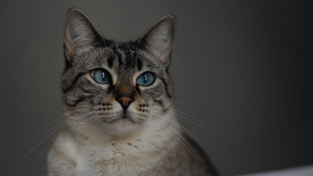 Color Vision: What Your Cat's World Actually Looks Like 