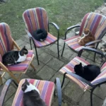 Backyard Surprise: Owner Spots Five Cats Sitting Together Like They're in a Meeting
