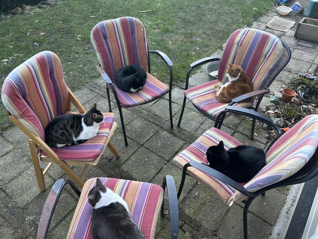 Backyard Surprise: Owner Spots Five Cats Sitting Together Like They're in a Meeting