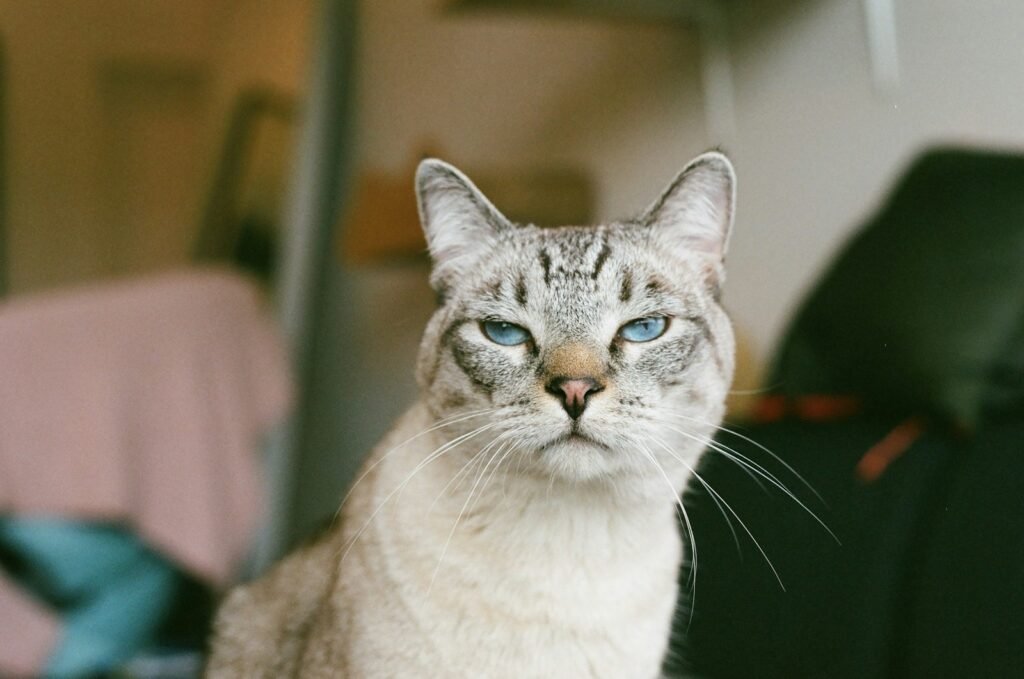 When a Slow Blink Isn't a Blink: Telling Affection from Discomfort 