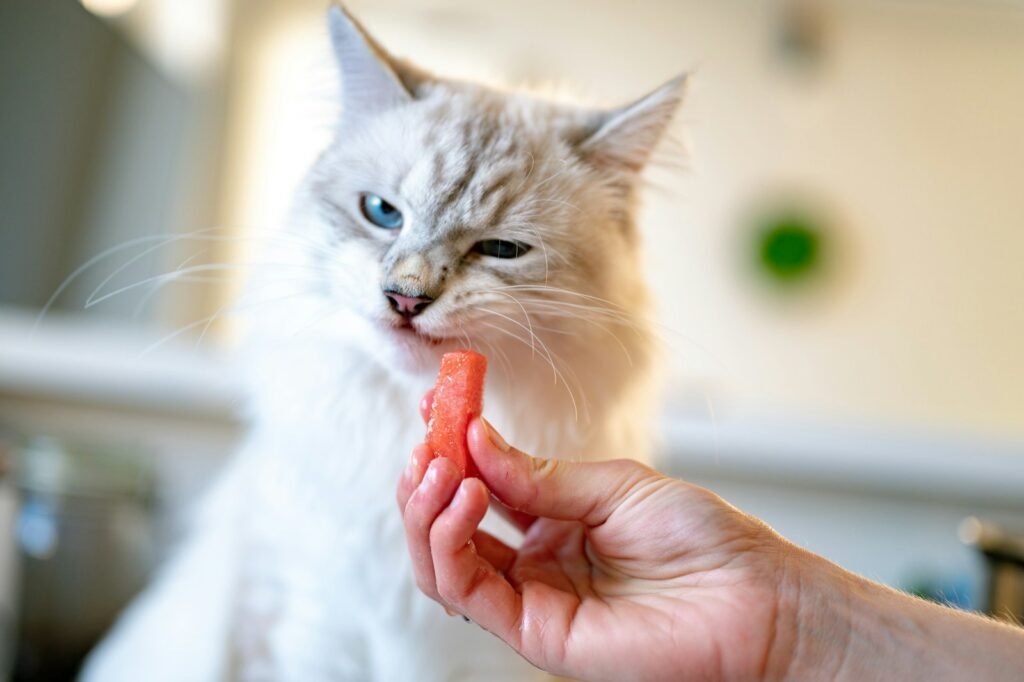 4. Senior Cat Nutrition Is More Complicated Than You Think