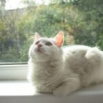 Every Cat Owner Should Know These 6 Signs of Feline Contentment