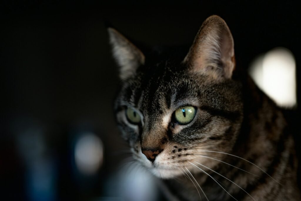 When the Stare Turns to Play: Hunter Mode Is On