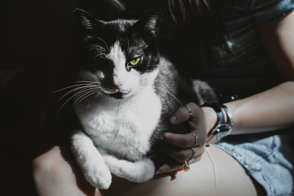 Cats Serve as Powerful Therapy Animals