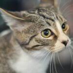 Your Cat's Whiskers Are More Than Just Fanciful Hairs: They're Super Sensors