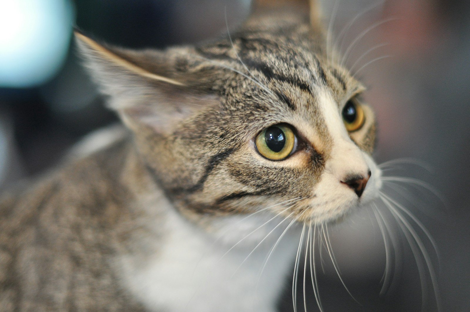Your Cat's Whiskers Are More Than Just Fanciful Hairs: They're Super Sensors