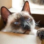 Your Cat's Obsession With Boxes: The Science Explained