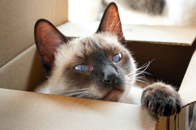 Your Cat's Obsession With Boxes: The Science Explained