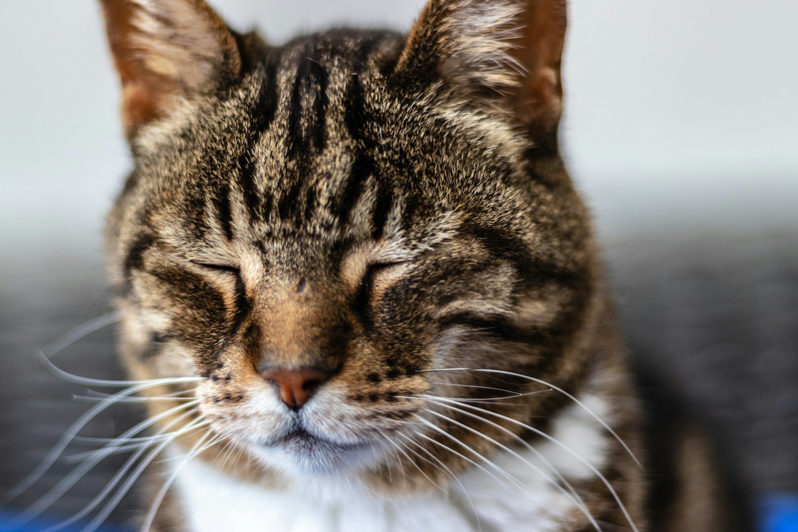 The Silent Language of Cat Blinks: More Than Just Sleepiness