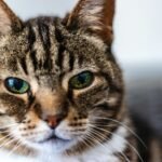 10 Surprising Reasons Why Your Cat Might Be Avoiding Eye Contact With You