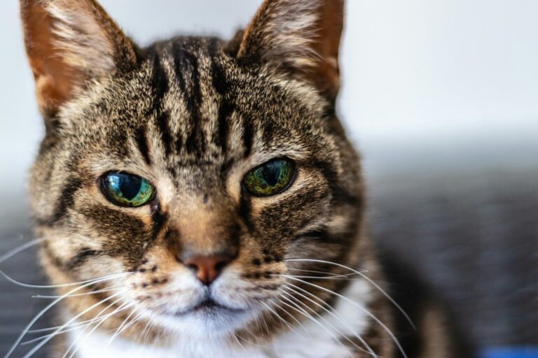 10 Surprising Reasons Why Your Cat Might Be Avoiding Eye Contact With You