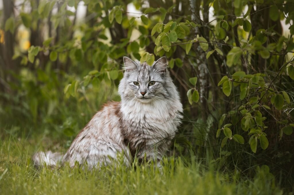 5. Norwegian Forest Cat: The Wilderness Coat That Takes Over Your Home 