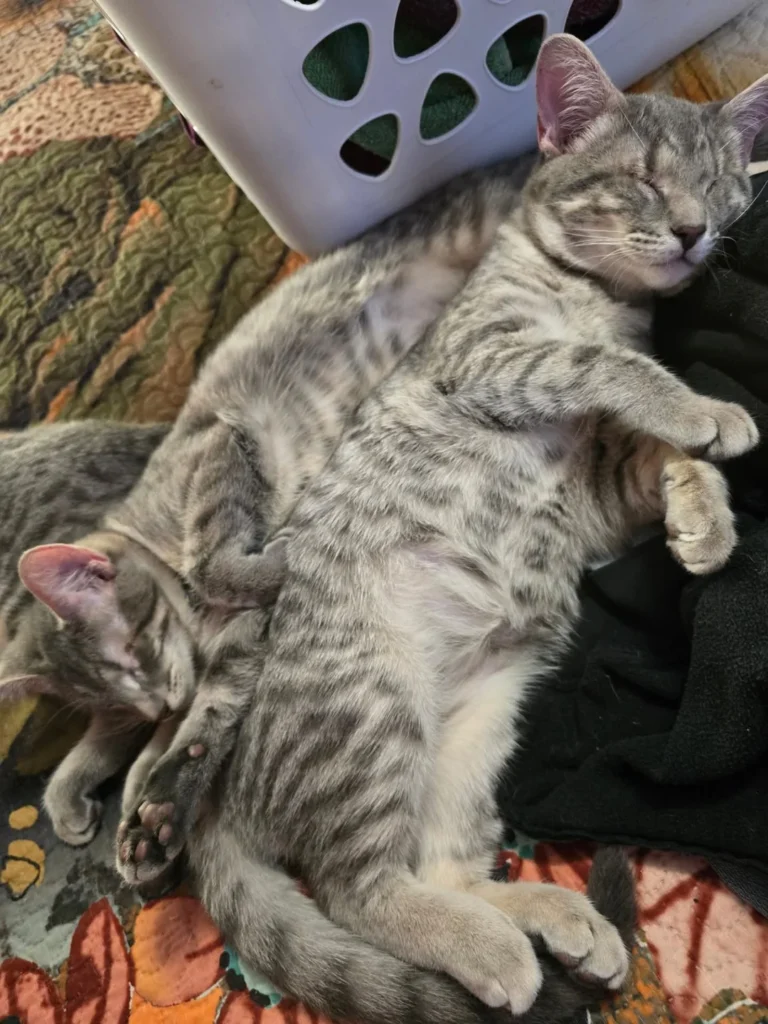 'Precious' Eyeless Kittens Searching for a Home - Until One Visit Changes Everything