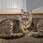 'Precious' Eyeless Kittens Searching for a Home - Until One Visit Changes Everything