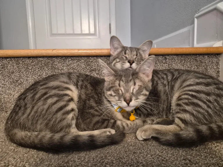 'Precious' Eyeless Kittens Searching for a Home - Until One Visit Changes Everything