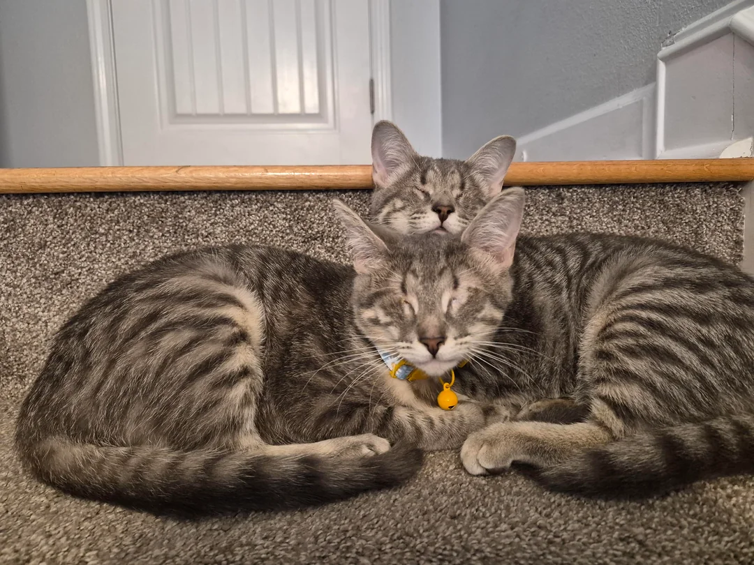 'Precious' Eyeless Kittens Searching for a Home - Until One Visit Changes Everything