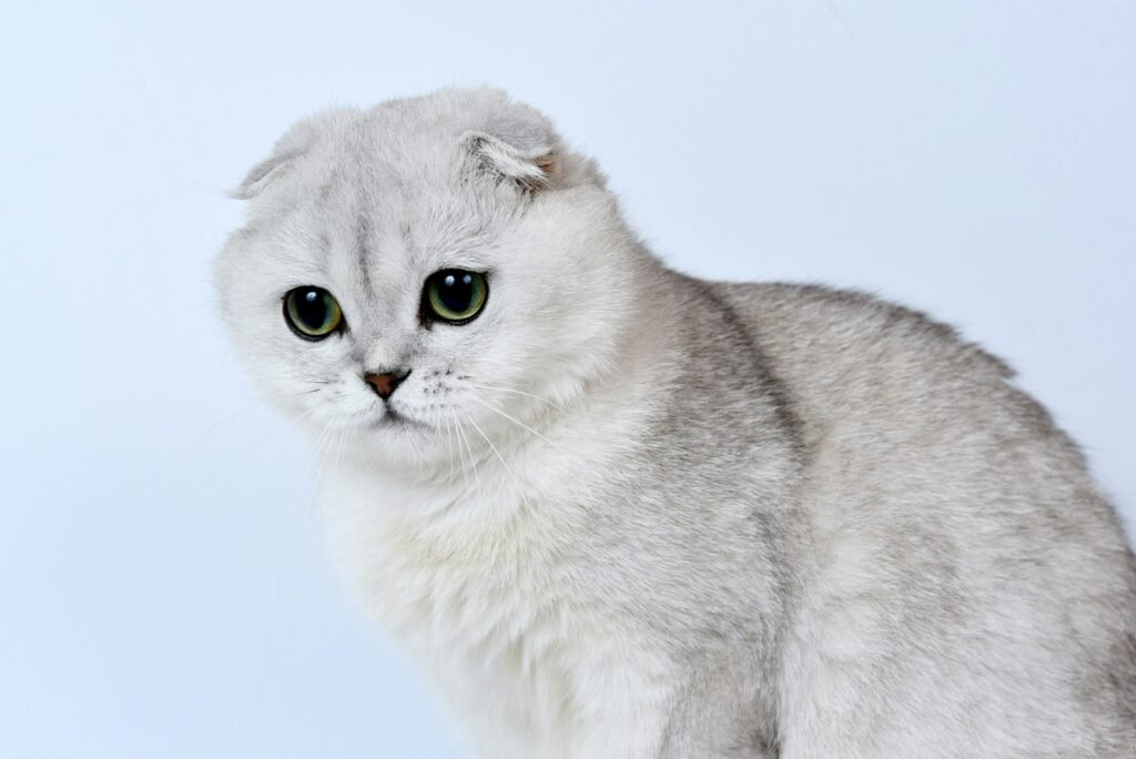 6. The Scottish Fold: The Owl-Eyed Couch Companion 