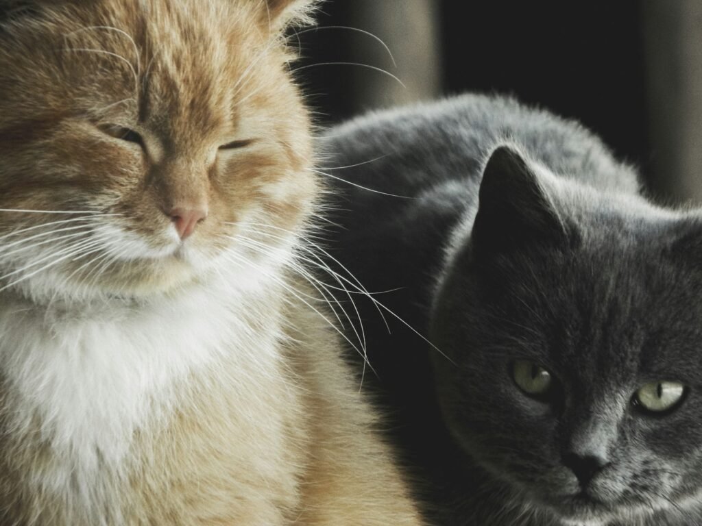 Slow Blinks Between Cats: Not Just a Human Thing 
