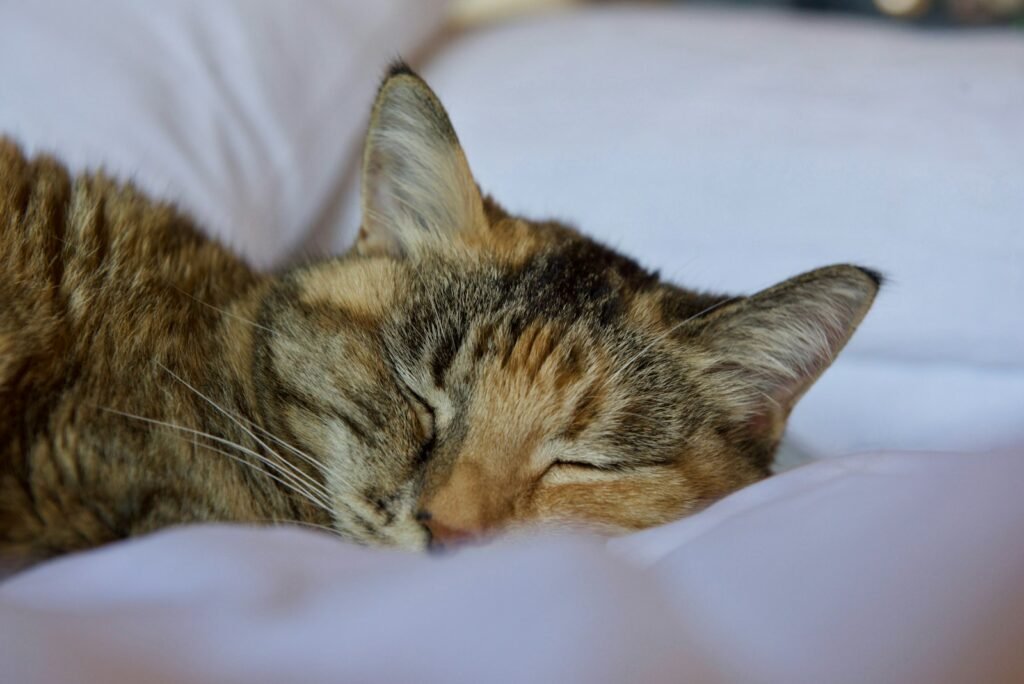 What's Happening in Your Cat's Brain Right Now 