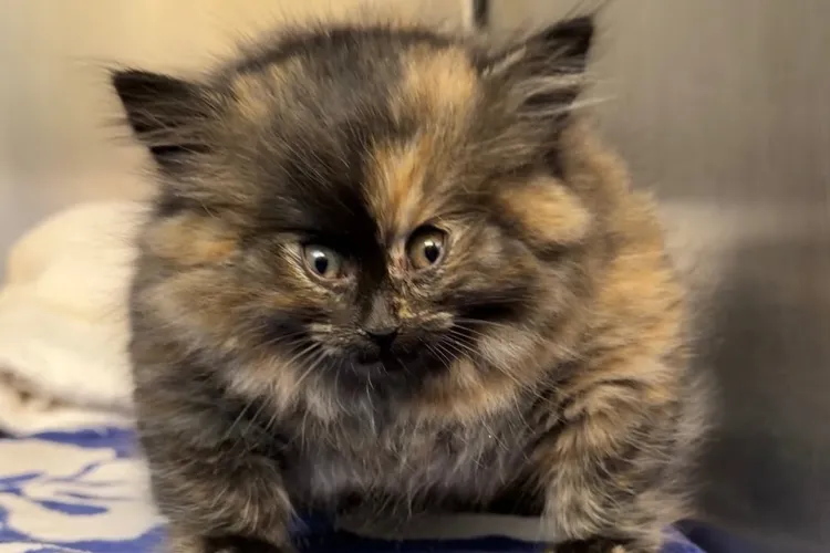Shelter Kitten Who Arrived 'Blown Up Like a Balloon' Is Recovering from Rare Illness