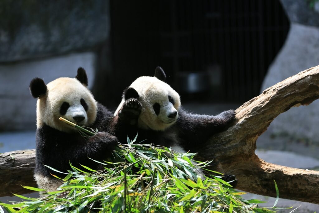New Giant Pandas are Moving to the U.S., See Which State the Rare Bears Will Call Home
