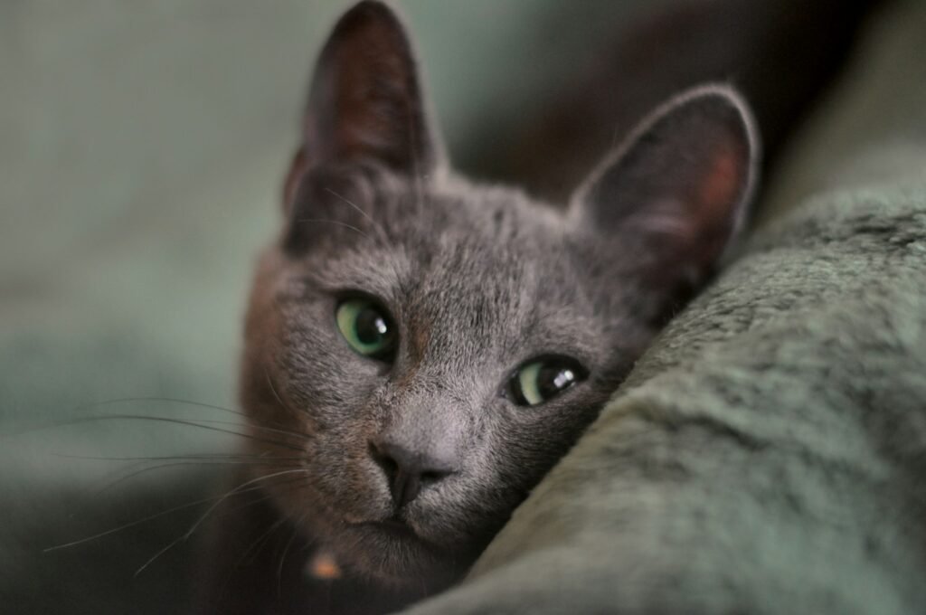 2. The Russian Blue: Devoted, Reserved, and All Yours