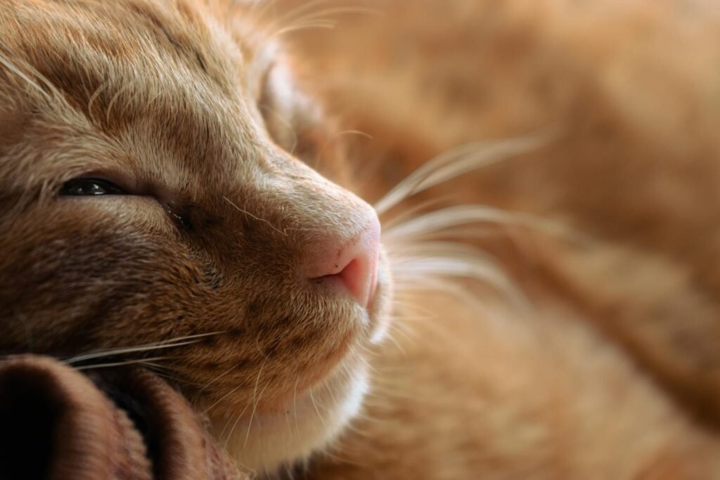 The Science Behind the Purr