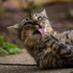 The Way Your Cat Grooms Isn't Just Hygiene, It's a Stress Reliever