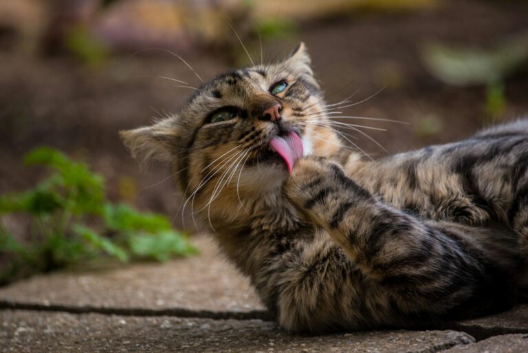 The Way Your Cat Grooms Isn't Just Hygiene, It's a Stress Reliever