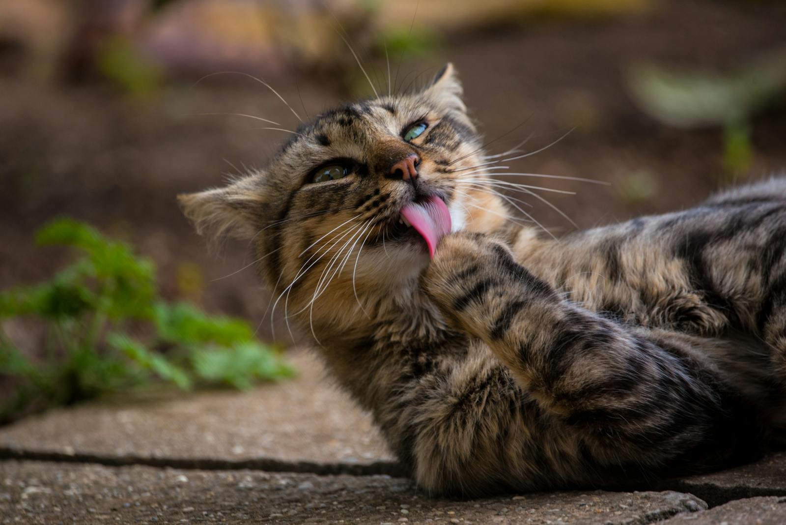 The Way Your Cat Grooms Isn't Just Hygiene, It's a Stress Reliever