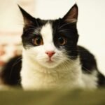 What Does Your Cat's Staring Contest With You Actually Mean?