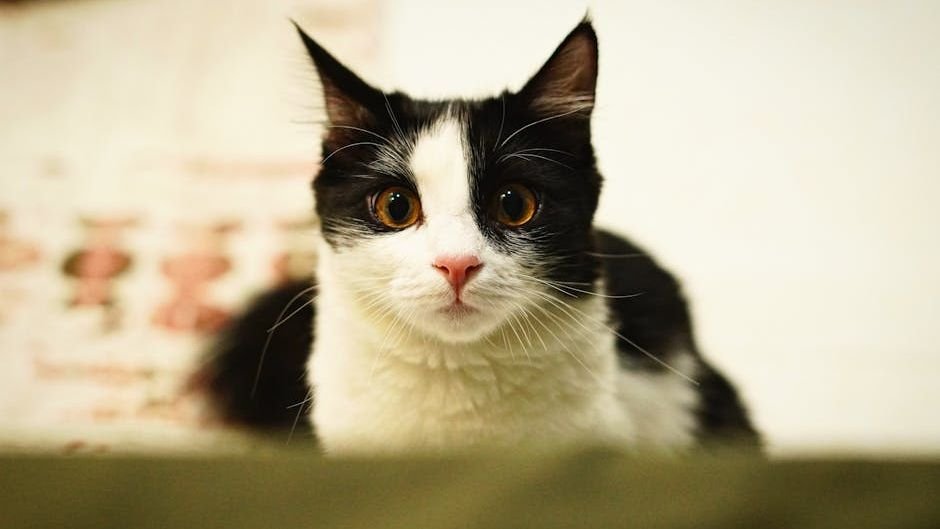 What Does Your Cat's Staring Contest With You Actually Mean?