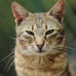 10 Subtle Signs Your Cat Is Actually Protecting Your Home