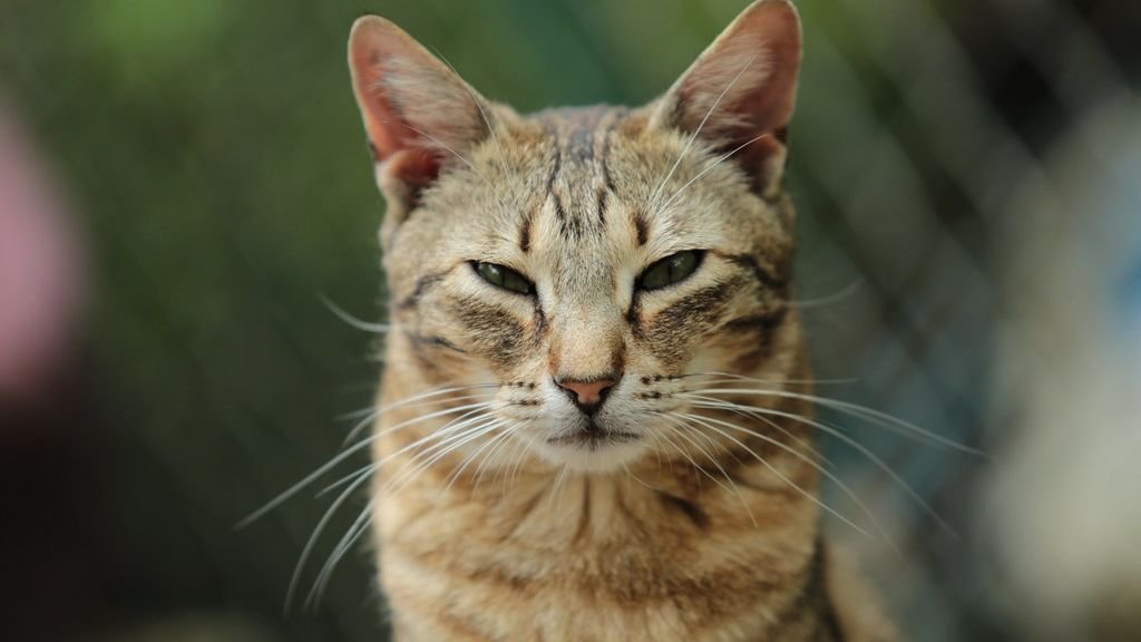 10 Subtle Signs Your Cat Is Actually Protecting Your Home