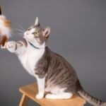 8 Classic Cat Games You Can Play to Boost Their Brainpower and Your Bond