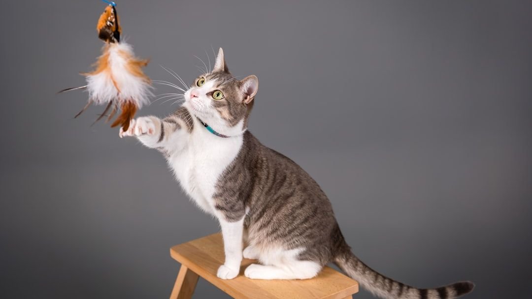 8 Classic Cat Games You Can Play to Boost Their Brainpower and Your Bond