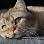 7 Times Your Cat's Staring Contest Is Actually a Sign of Trust