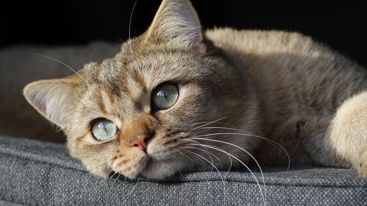 7 Times Your Cat's Staring Contest Is Actually a Sign of Trust